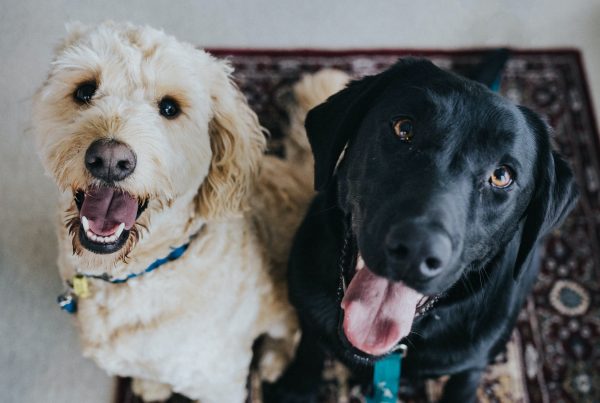 petco vs petsmart among diverse audiences