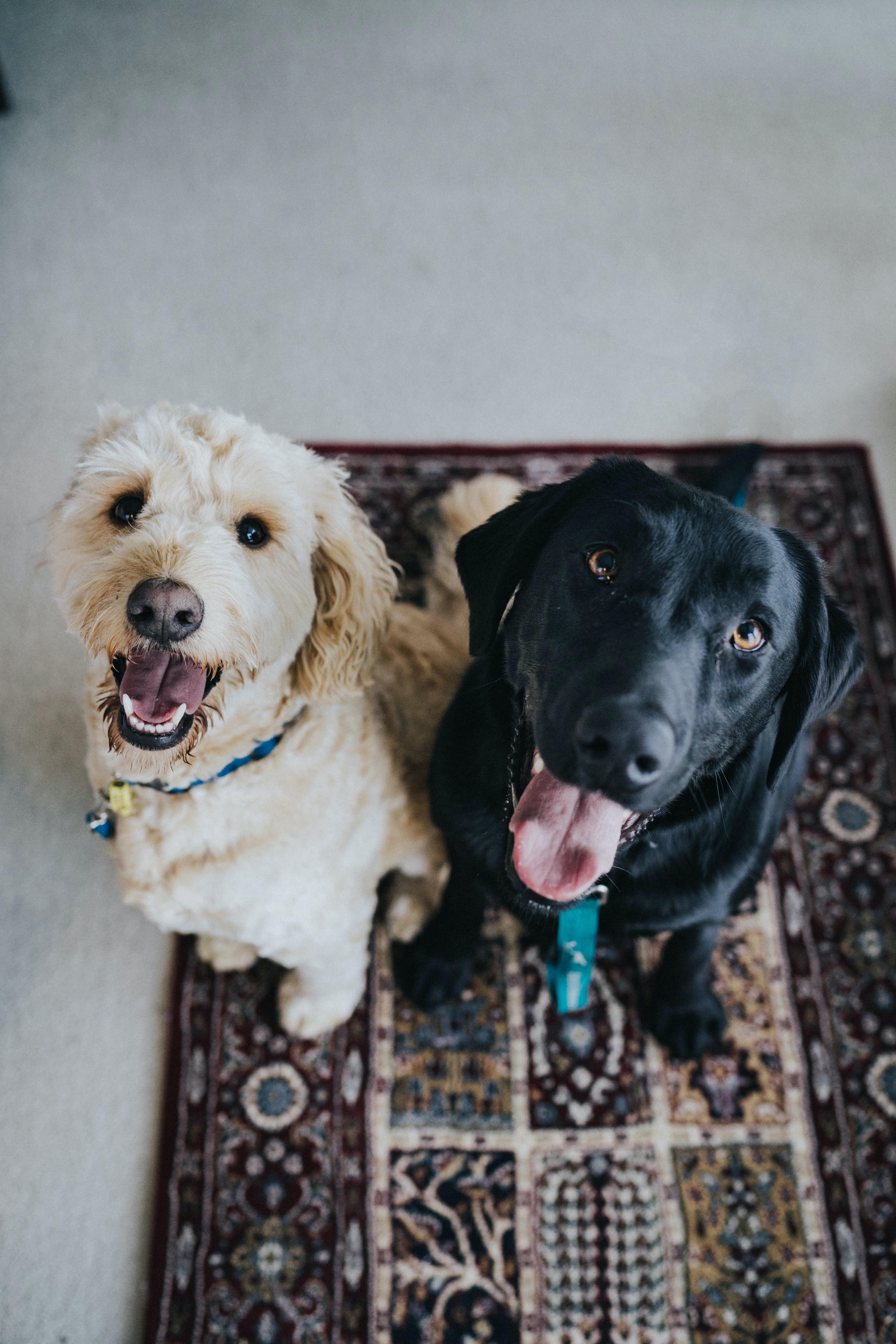 Petco vs Petsmart: Diverse Conversations Surrounding Popular Pet Stores